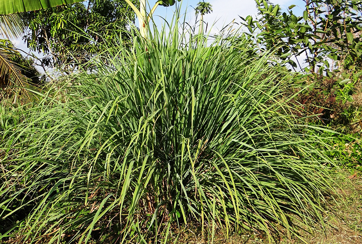 Citronela -  Seu odor cítrico mascara os feromônios das abelhas, tornando a localização do alimento ou colmeia mais difícil. É muito utilizada em velas e sprays repelentes. Essa planta precisa de bastante sol. Bote em local exposto. E regue uma vez por dia, mas sem encharcar. 