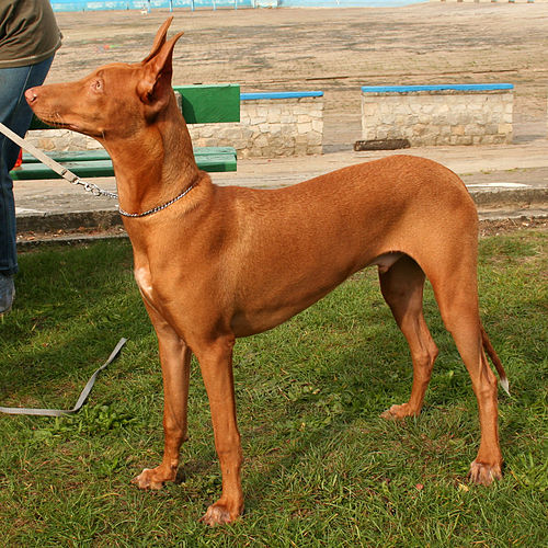 9º lugar - Cão Pharaoh Hound – até R$ 38.250. Originário de Malta, é um cão de caça antigo, esguio, expressivo e capaz de ruborizar quando excitado.