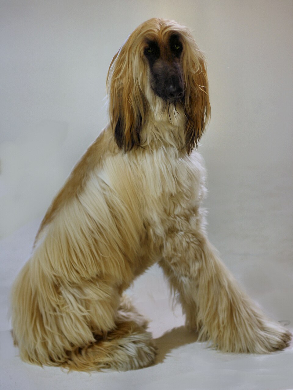 10º lugar - Cão Afegão (Afghan Hound) – até R$ 35.700. Originário do Afeganistão, é elegante, veloz e com pelagem longa e sedosa, exige escovação constante.