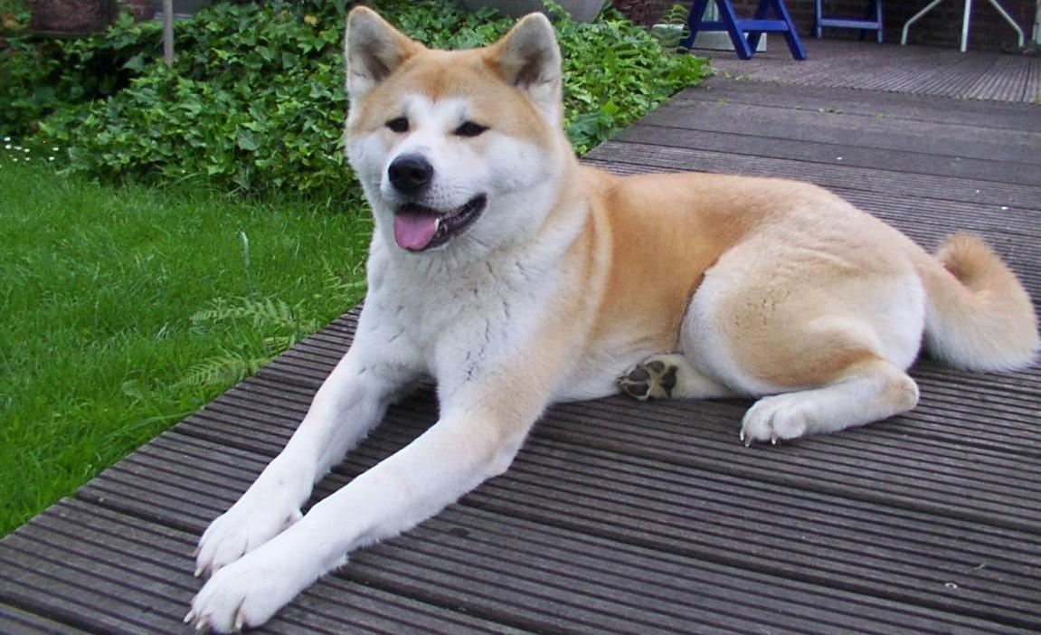11º lugar - Akita Inu – até R$ 35.700. Do Japão, é imponente, fiel e reservado, com forte instinto protetor; símbolo de lealdade no país.