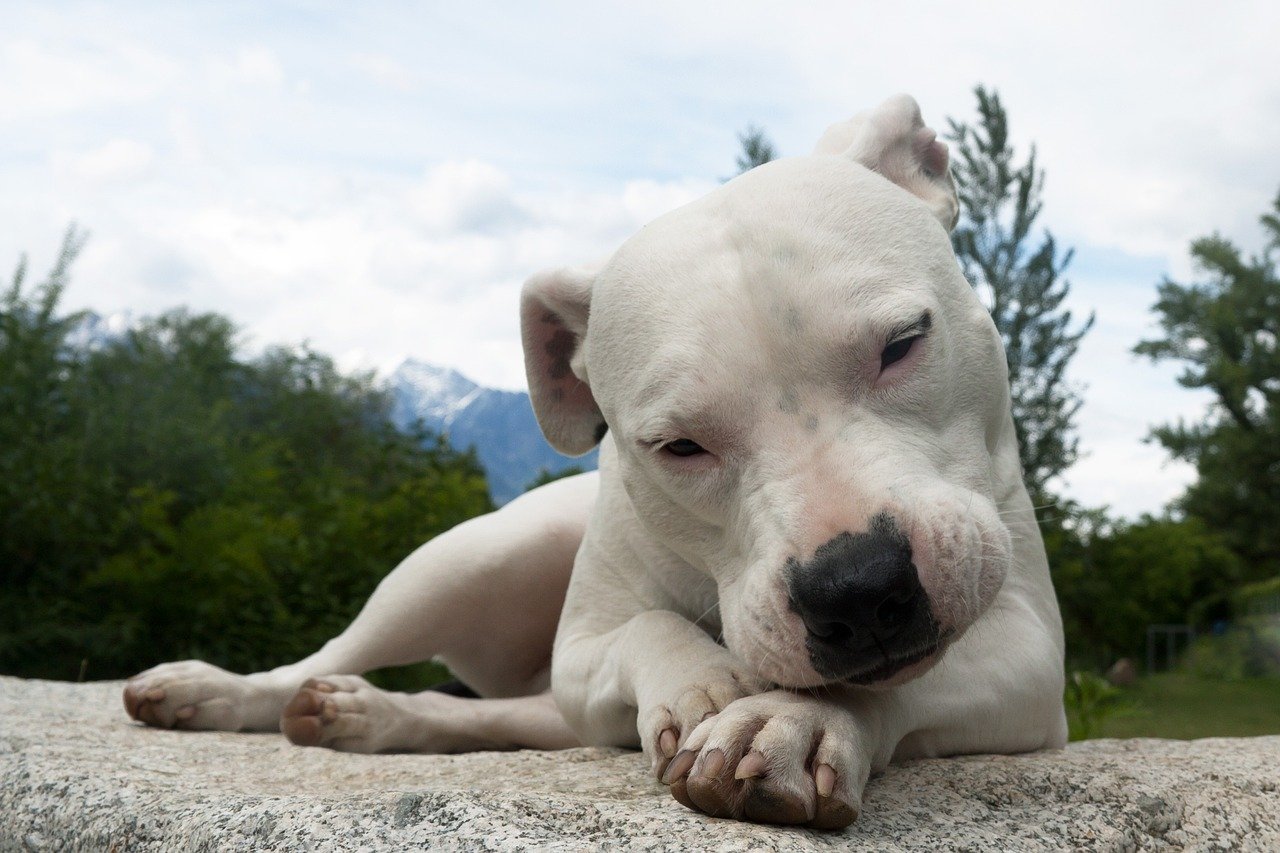 8º lugar - Dogo Argentino – até R$ 40.800. Desenvolvido na Argentina para caça de animais grandes, é forte, valente e protetor, mas precisa de liderança firme.