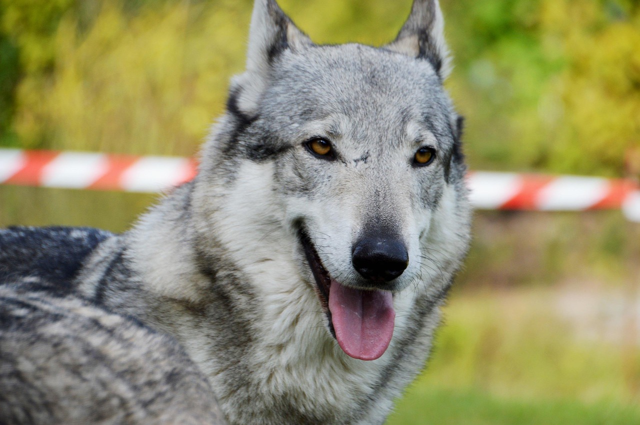 7º lugar - Cão-lobo Tchecoslovaco (Czechoslovakian Wolfdog) – até R$ 40.800. Criado na antiga Tchecoslováquia na década de 1950, cruza de pastor alemão com lobo, é inteligente e exigente.