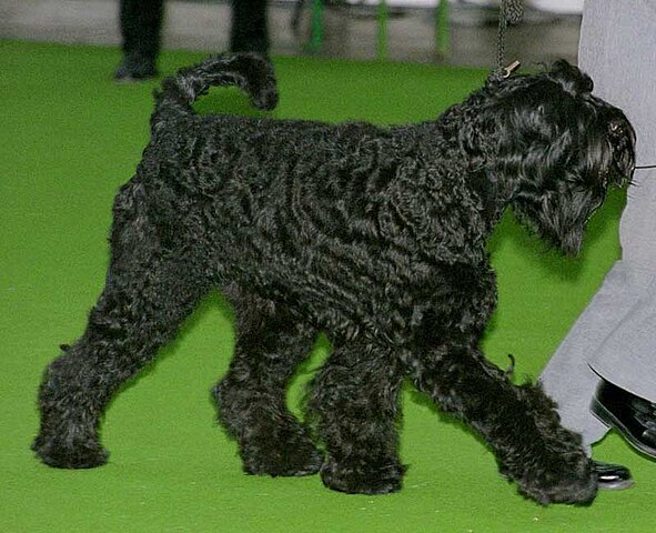 14º lugar - Terrier Preto Russo (Black Russian Terrier) – até R$ 16.830. Criado na antiga URSS para fins militares, é grande, forte e usado para guarda.