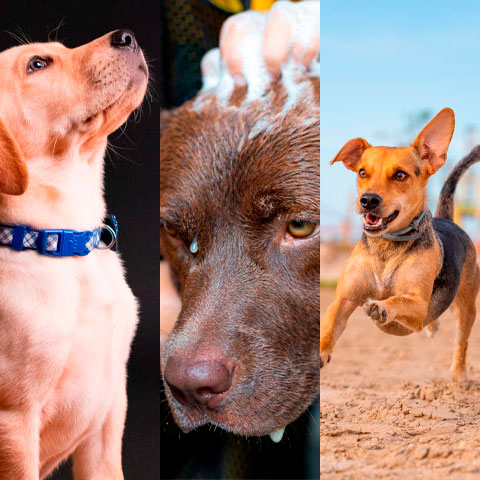 Cada vez mais os cachorros ocupam um espaço na família como de filhos e, com isso, os cuidados com a saúde deles aumentam. Por isso, veja essas dicas muito importantes, que foram baseadas pelo site 