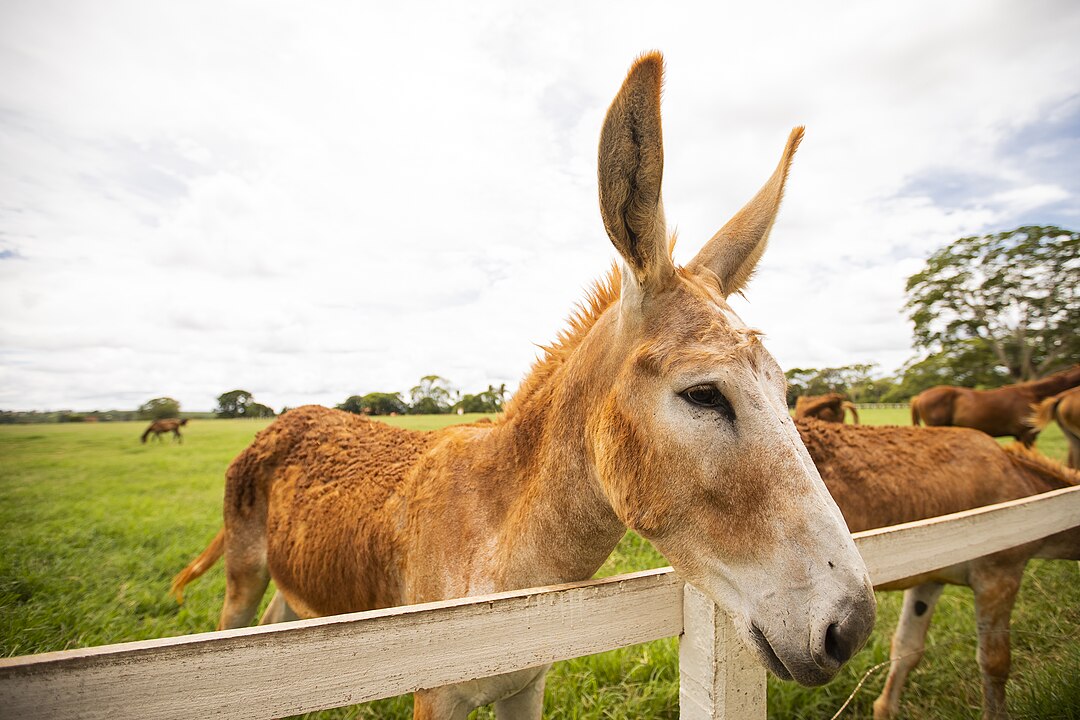 Três frigoríficos têm licença do Serviço de Inspeção Federal para abater jumentos no Brasil. Todos ficam na Bahia. 

