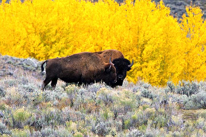Os bisões são herbívoros e se alimentam principalmente de gramíneas, ervas e, em épocas de escassez, até de musgos e cascas de árvores. 