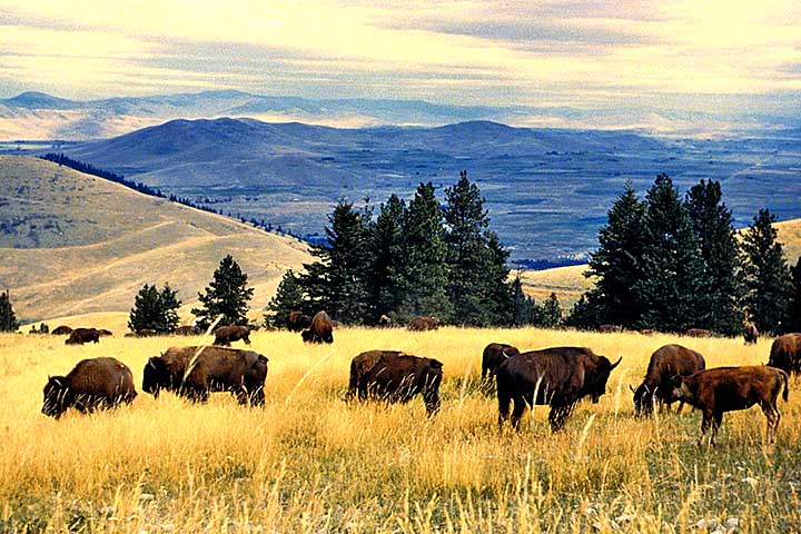 Os bisões são animais imponentes, podendo atingir até 1,80 metro de altura no dorso e pesar mais de 1.000 quilos, com os machos geralmente maiores que as fêmeas.