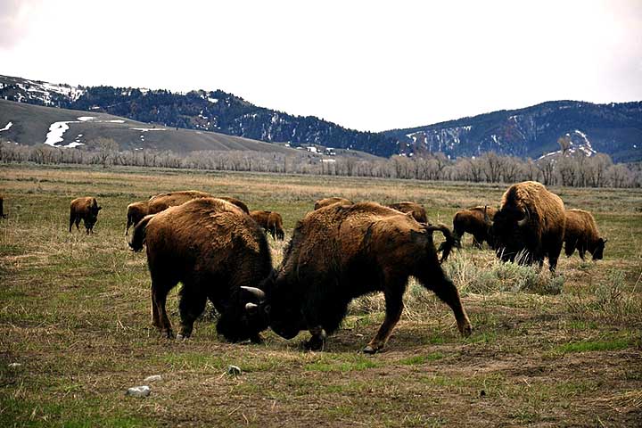 Apesar do tamanho e aparência pacífica, bisões podem ser perigosos quando se sentem ameaçados.