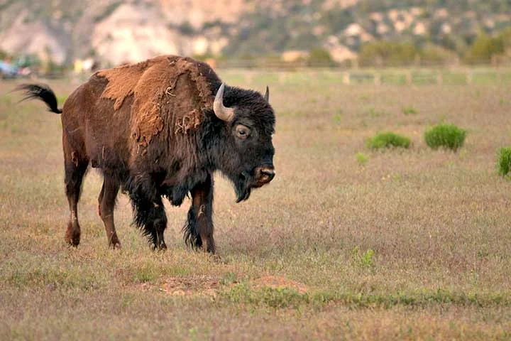 O bisão-europeu também passou por um processo drástico de extinção, tendo desaparecido da natureza no início do século 20.
