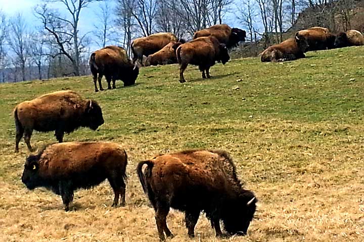 Graças a esforços de conservação iniciados no início do século 20, principalmente com apoio de parques nacionais, a população de bisões americanos foi parcialmente recuperada.