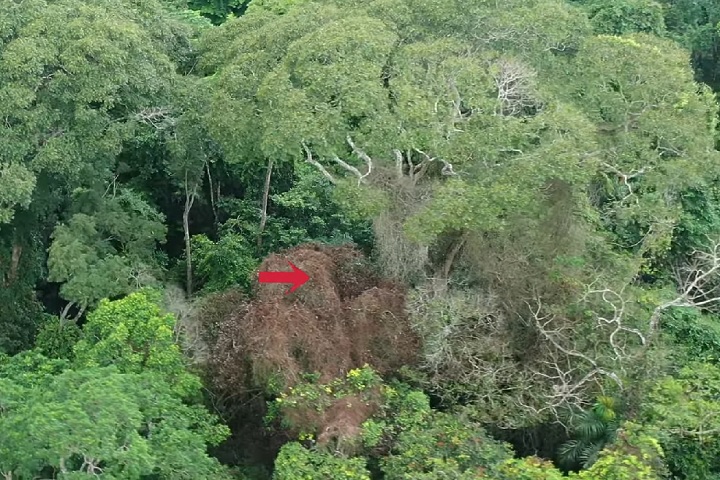 O estudo sugere que essas árvores podem ter evoluído para aproveitar os relâmpagos como parte de sua estratégia de sobrevivência.