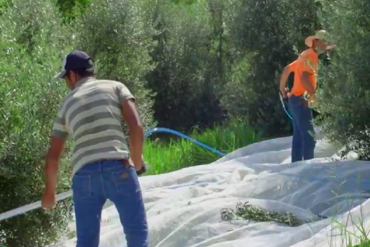 A produção conta com cinco pessoas ao longo do ano, mas chega a 50 trabalhadores na colheita, que ocorre entre janeiro e março.