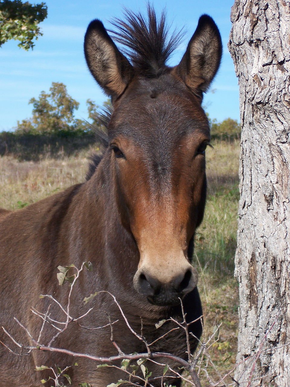 Mula: É a filha de cavalo com jumenta. Também é estéril e usada para transporte, sendo robusta e obediente; fêmea é chamada de mula, e o macho de muar.