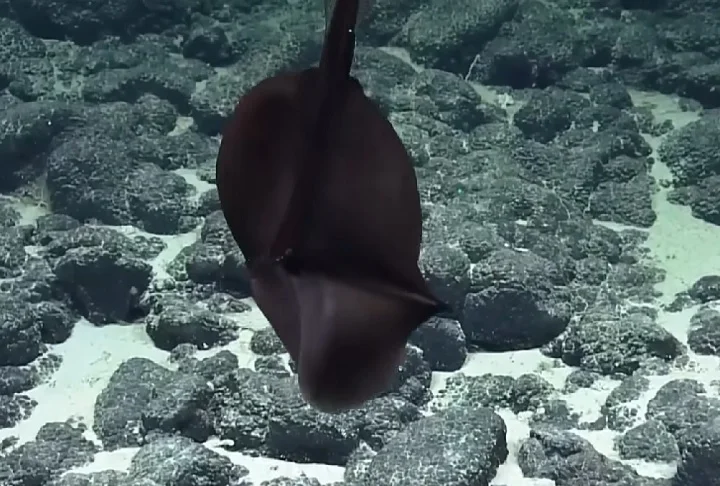 Enguia-gulper (Eurypharynx pelecanoides): Possui uma boca enorme e elástica, que lembra a de um pelicano. Pode engolir presas muito grandes e armazená-las para digestão lenta.