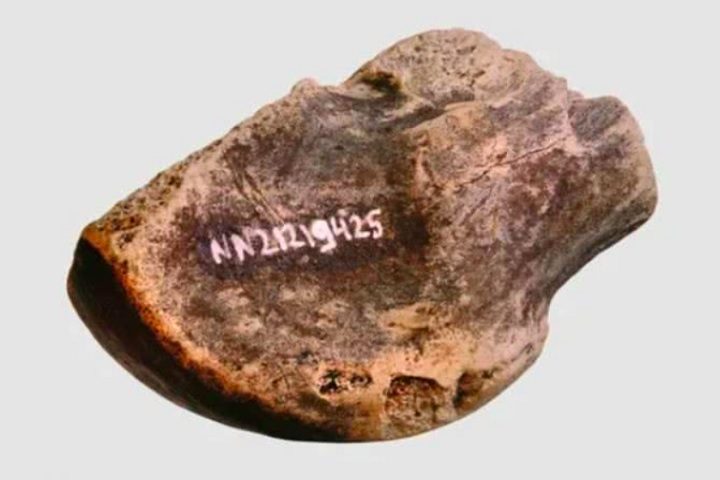 A análise de 120 mil fragmentos ósseos e 16 mil ferramentas revelou que eles esmagavam, ferviam e extraíam gordura de grandes mamíferos, como cavalos e cervos.