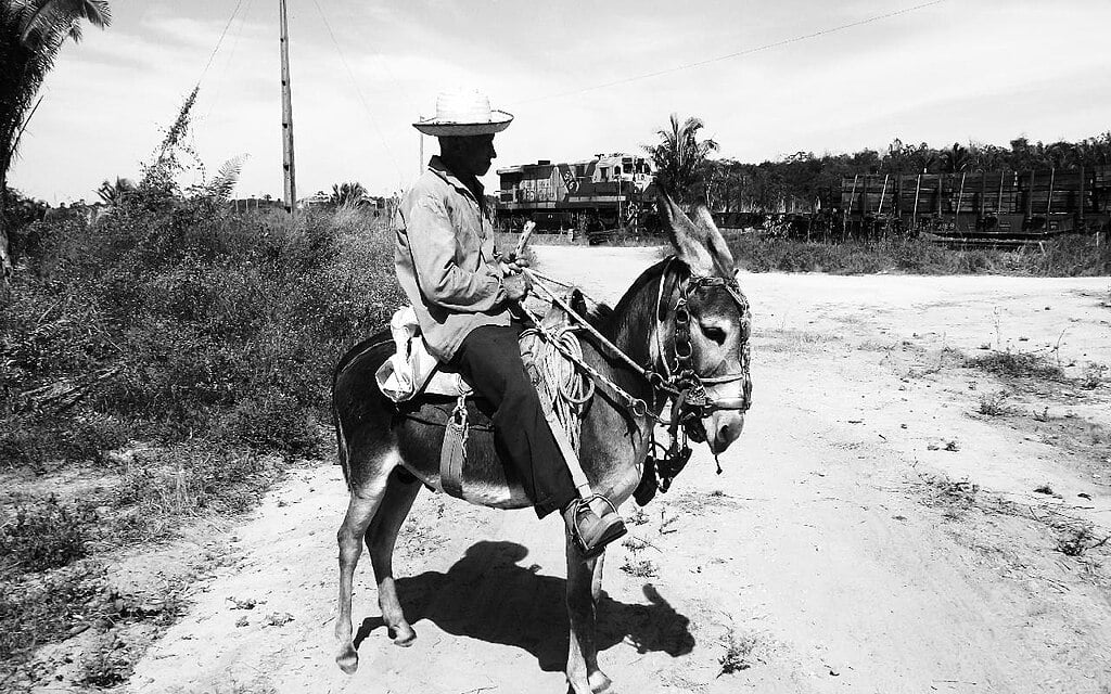 Os jumentos, ou jegues como também são chamados, fazem parte do cenário rural no nordeste, mas estão sumindo. 

