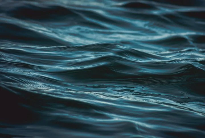 Algumas espécies podem sobreviver por meses sem se alimentar, aguardando o momento certo para capturar uma presa.