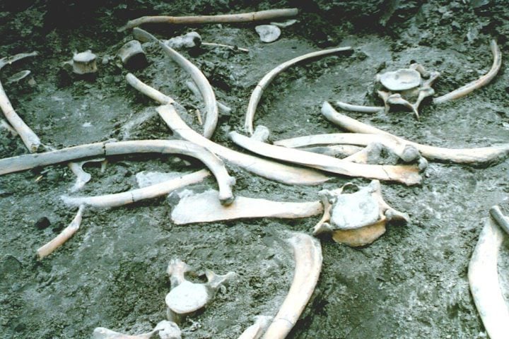 O sítio de Neumark-Nord é considerado o melhor exemplo arqueológico até hoje da extração deliberada de gordura óssea na Idade da Pedra.