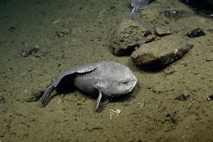Peixe-bolha (Psychrolutes marcidus): Conhecido por sua aparência gelatinosa e derretida, adaptada à alta pressão das profundezas. Vive em profundidades de até 1.200 metros no Oceano Pacífico.