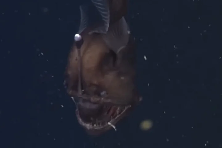 Peixe-diabo-negro (Melanocetus johnsonii): Este peixe é conhecido por sua aparência assustadora, com uma boca enorme cheia de dentes afiados e um corpo escuro e gelatinoso. Vive entre 1.000 e 4.000 metros de profundidade.