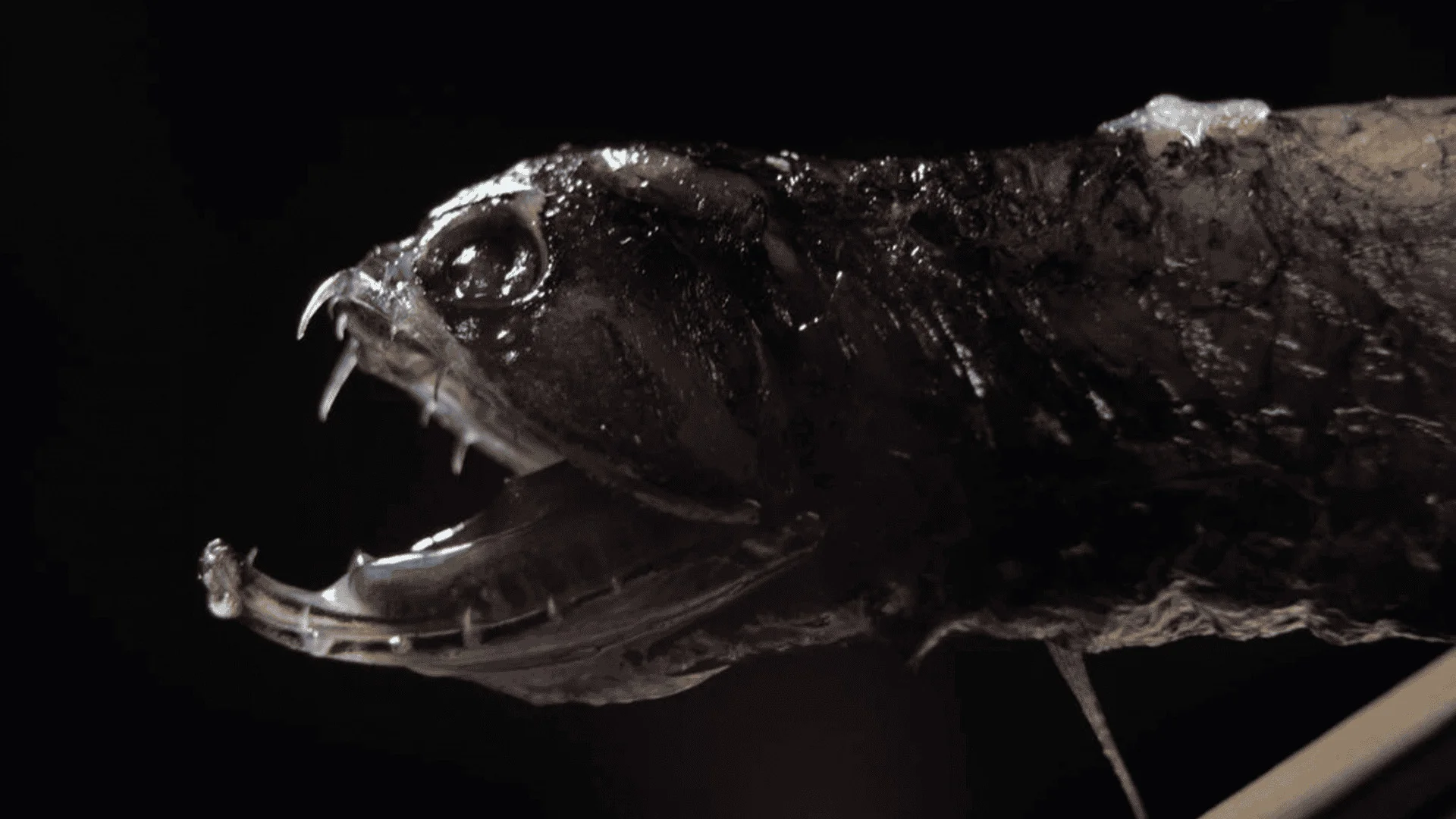 Peixe-dragão (Stomiidae): Esse peixe usa bioluminescência para atrair presas na escuridão. Vive a profundidades de até 2.000 metros.