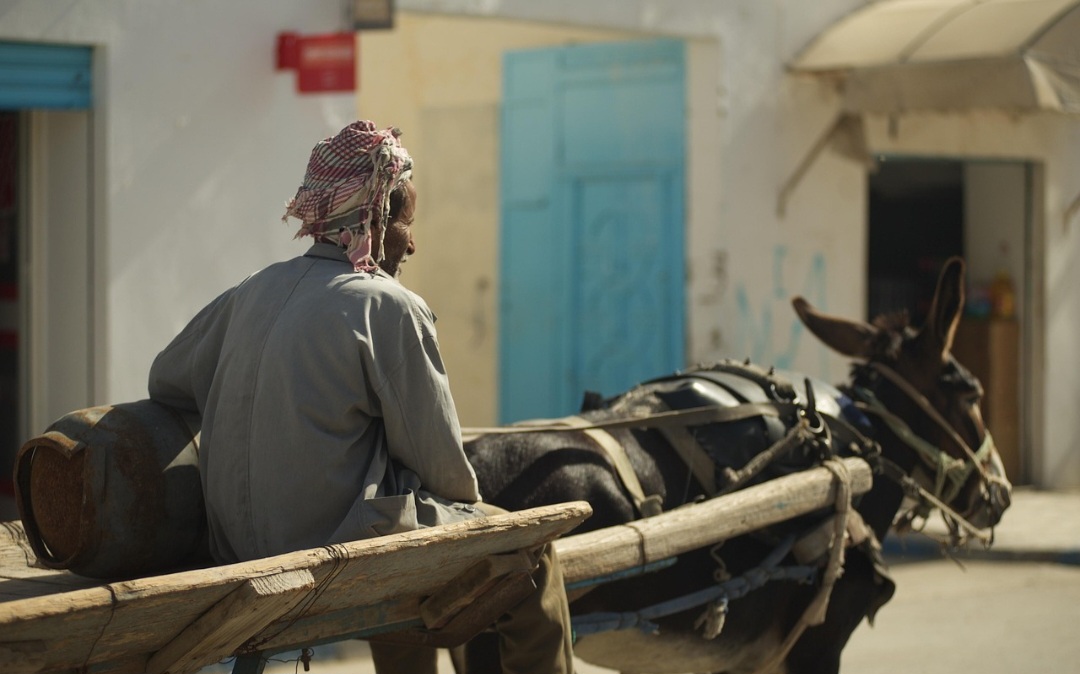 A organização The Donkey Sanctuary estima que 5,9 milhões de jumentos são abatidos a cada ano para abastecer o mercado de ejiao, substância da medicina chinesa feita a partir do colágeno extraído da pele do jumento. 
