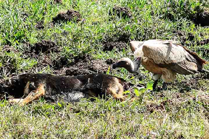 Isso porque, quando um animal morre, um bando de abutres é capaz devorar a carcaça em poucas horas.