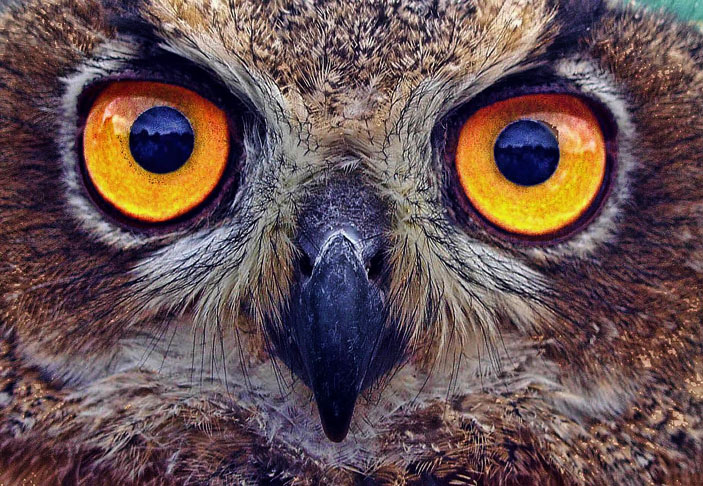 Essa vantagem evolutiva garante sucesso na alimentação e na reprodução, facilitando ou, em alguns casos, sendo vital para a adaptação ao ambiente. Veja os animais com visão privilegiada.
