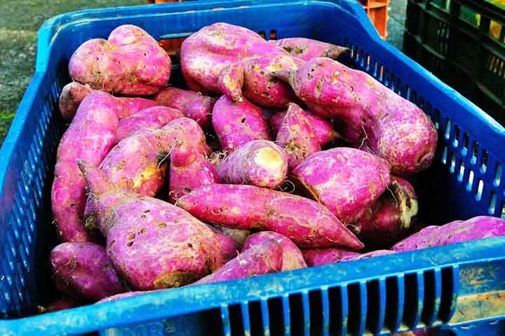 A batata doce também ajuda na produção de queratina. O tubérculo também tem potássio, manganês e vitaminas B6, C e carotenóides da provitamina A.