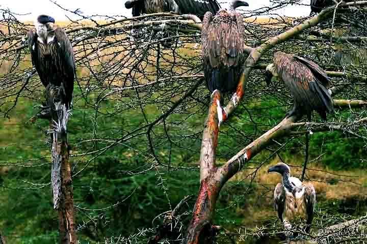 Além disso, o estômago superácido dos abutres é capaz de neutralizar toxinas letais que seriam fatais para outros animais, agindo como um verdadeiro filtro biológico.