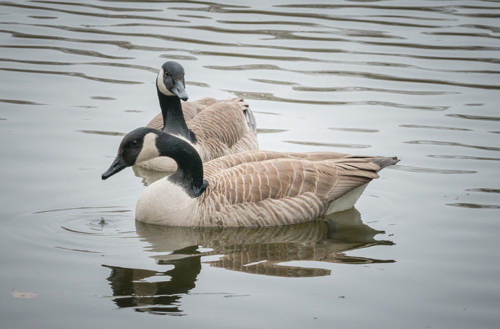 Gansos-do-Canadá: Com dois anos de idade, os gansos-do-Canadá já são capazes de formar vínculos amorosos e permanecem fiéis até que um dos parceiros morra.