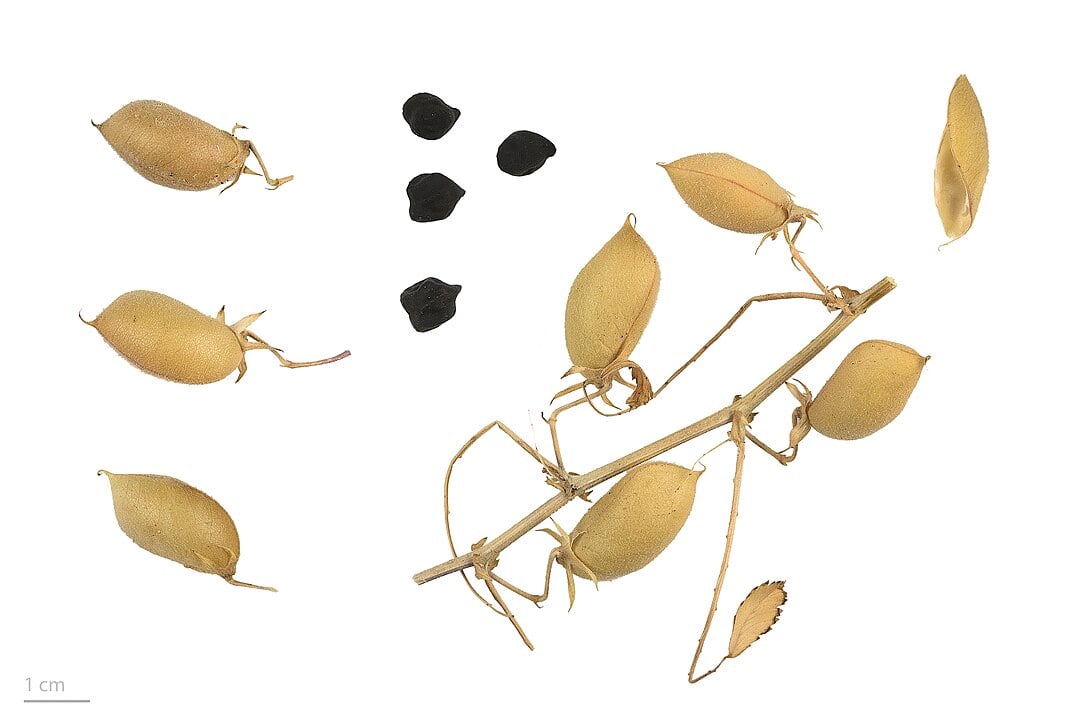 O consumo regular de grão-de-bico pode contribuir para uma resposta imunológica mais eficiente, reduzindo o risco de doenças como resfriados e gripes.