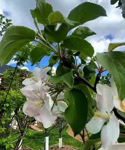 Embora a técnica usada não seja nova, o que chama a atenção é a escala e o impacto visual da árvore — por isso, ela foi apelidada de “Frankenstein”.