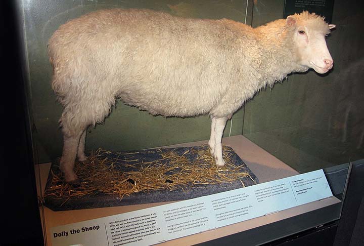 A pesquisa foi conduzida por equipes da Espanha e da França, que empregaram a transferência nuclear de células somáticas (TNCS) — a mesma técnica utilizada no caso da ovelha Dolly.