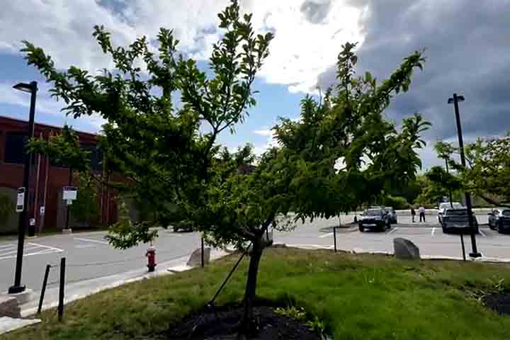 Van Aken levou oito anos para desenvolver a primeira árvore frutífera, que hoje está exposta na Ilha da Liberdade, em Nova York.