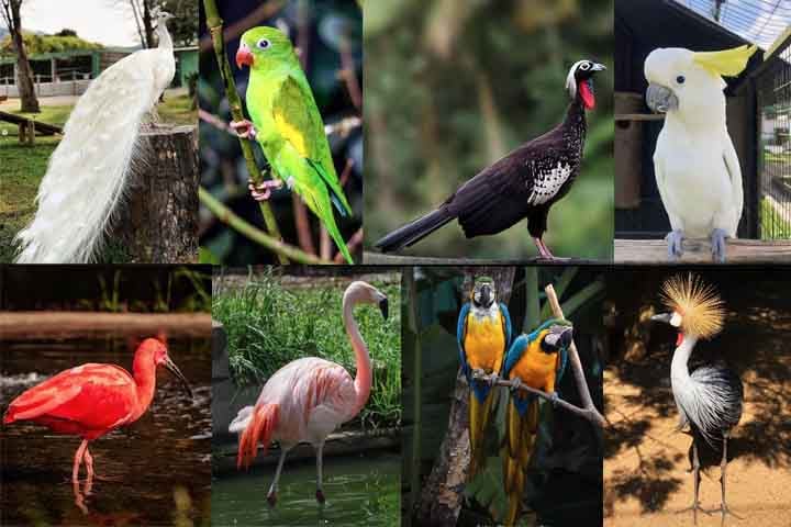 O Zoo das Aves é uma atração especial para famílias e amantes da natureza. Localizado em uma área verde ampla e bem cuidada, abriga dezenas de espécies de aves, muitas delas resgatadas ou ameaçadas de extinção.