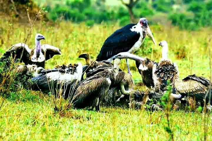 Nos últimos 50 anos, algumas populações de abutres chegaram a diminuir quase 100%. 