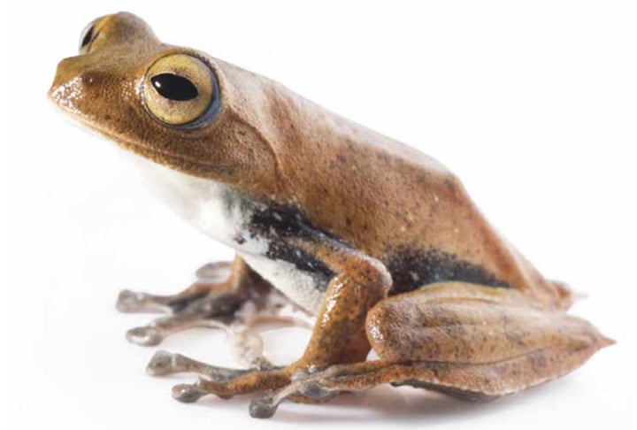 No entanto, em vez de beber sangue, ele se alimenta dos ovos colocados pela sua própria mãe nos buracos das árvores. Ou seja, impede o nascimento dos 'irmãos'. 