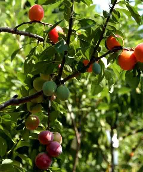 O projeto chama a atenção para a perda de diversidade agrícola nos Estados Unidos, onde milhares de variedades de frutas foram extintas ou estão ameaçadas devido à industrialização, doenças e mudanças climáticas.