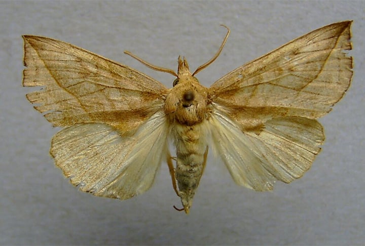 As Calyptra são mariposas encontradas na Sibéria e possuem uma língua repleta de espinhos. Elas bebem sangue de vertebrados e até mesmo de humanos. Algumas espécies que residem na Ásia têm como alvo animais ainda maiores como, por exemplo, os elefantes.