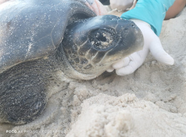 Na manhã desta terça-feira, 22, uma equipe do Projeto Cetáceos da Costa Branca, da Universidade Estadual do Rio Grande do Norte (PCCB/UERN) encaminhou o animal até o estado vizinho, onde ele vai receber tratamento completo 