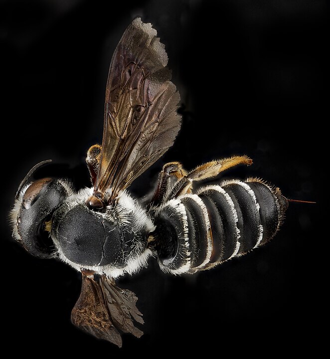 Abelha-Corta-Folha (Megachile spp.) - Constrói casulos de folhas cortadas para suas larvas. Esses casulos protegem os filhotes até que se desenvolvam. Cada casulo contém alimento para o crescimento da larva.