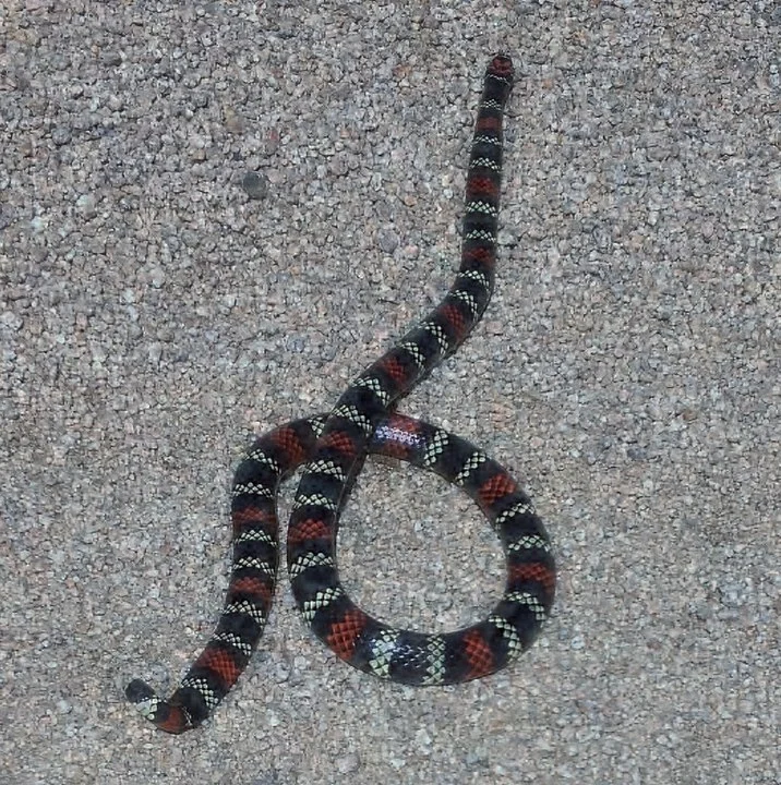 A cobra-coral verdadeira é encontrada no Amapá, Pará, Amazonas, Roraima, Acre, Maranhão, Tocantins, Rondônia, Goiás, São Paulo, Mato Grosso do Sul, Paraná, Rio Grande do Sul, Minas Gerais e Mato Grosso.