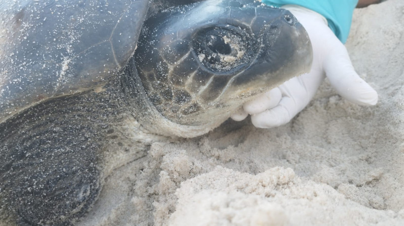 Na manhã desta terça-feira, 22, uma equipe do Projeto Cetáceos da Costa Branca, da Universidade Estadual do Rio Grande do Norte (PCCB/UERN) encaminhou o animal até o estado vizinho, onde ele vai receber tratamento completo