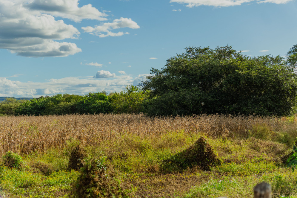Paisagem rural com campo de vegetação seca e algumas moitas espalhadas. Ao fundo, há árvores verdes e céu azul com nuvens brancas