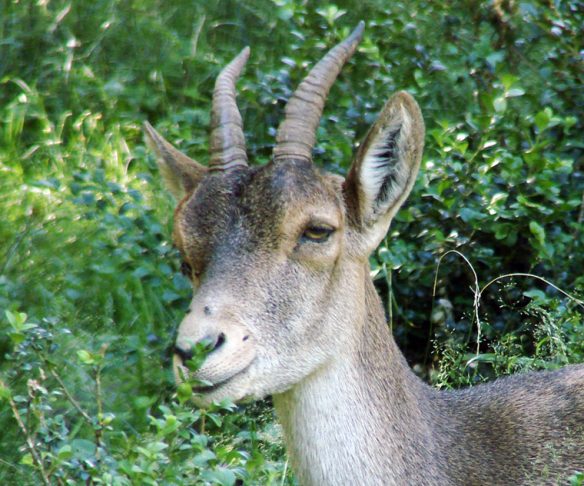 Todos os órgãos pareciam normais, exceto os pulmões, destacou outro trecho da publicação.