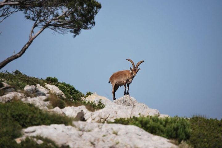 O bucardo era uma das quatro subespécies de íbex ibérico, mas tornou-se extremamente raro ao longo do século 20, principalmente devido à caça excessiva e à perda de habitat.