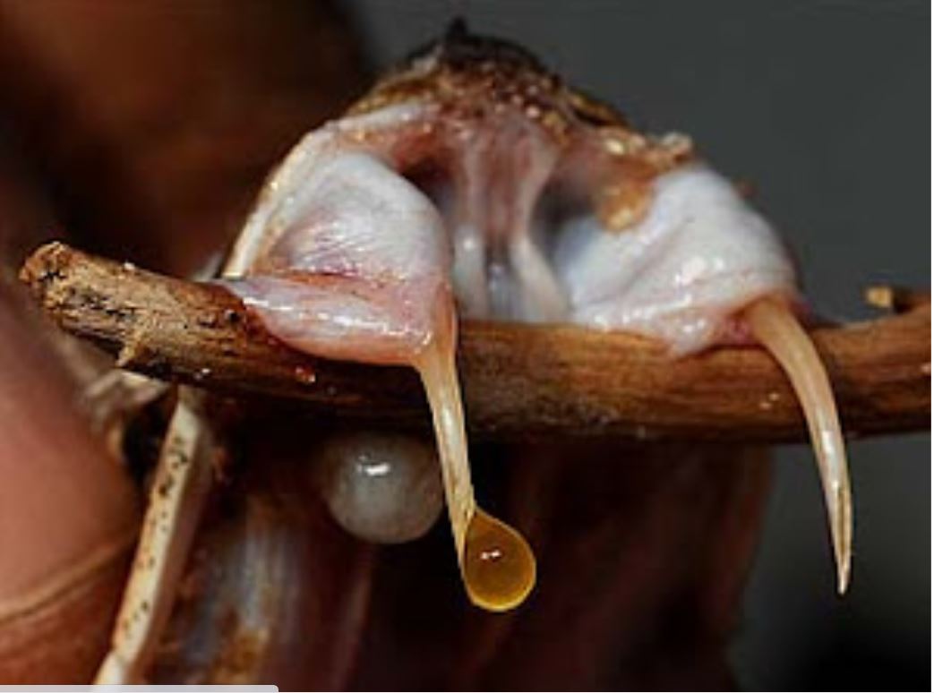 É que o poder letal do veneno depende do peso da pessoa e da rapidez do atendimento. Mas algumas cobras possuem venenos tão poderosos que bastam quantidades ínfimas para matar - e com rapidez.