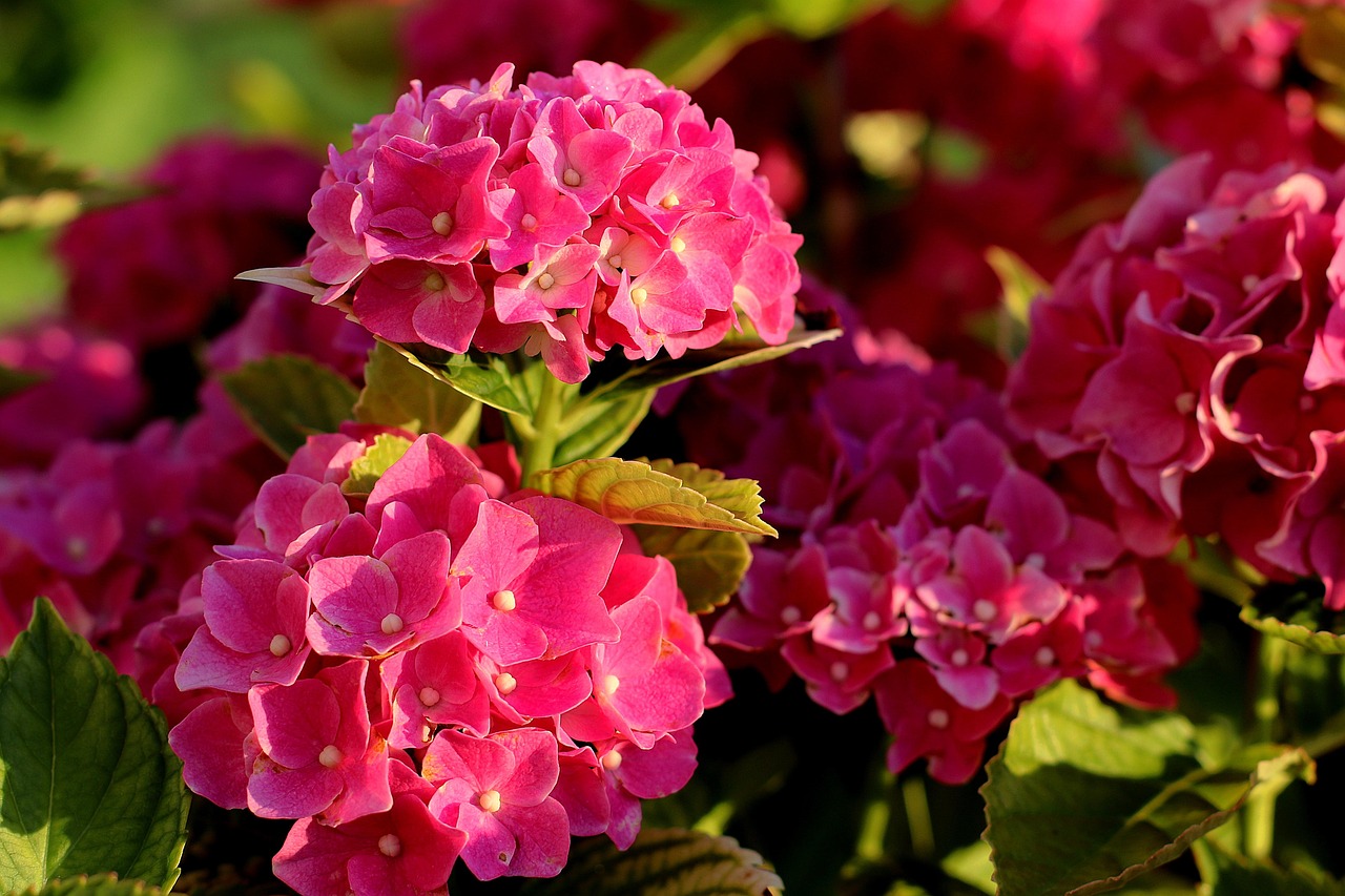 Além disso, a raiz de hortênsia também era usada naquela região para tratar doenças inflamatórias, como artrite e reumatismo.