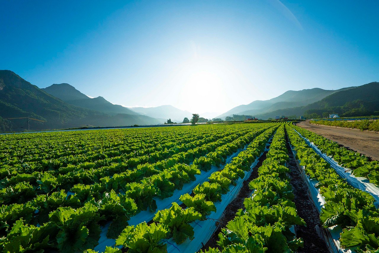 As fibras alimentares presentes nas folhas de alface são responsáveis por prevenir a constipação intestinal. Elas ajudam a melhorar o trânsito intestinal, com a pectina, que é solúvel, forma um gel em contato com a água e permite que o intestino funcione melhor.